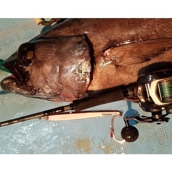 24エランスーパー ワイドパワー81